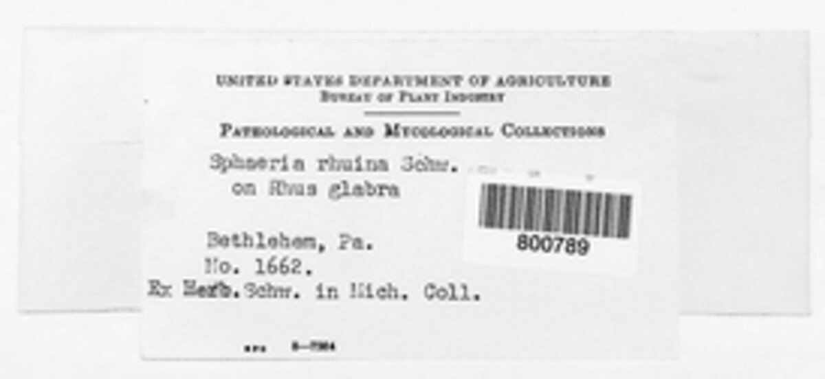 Cresporhaphis rhoina image